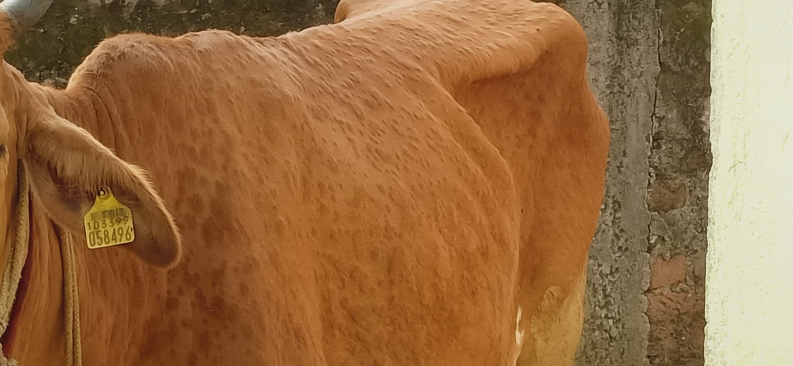 लम्पि बिमारी से मवेशियों की हो रही मौत, किसान हलेकान