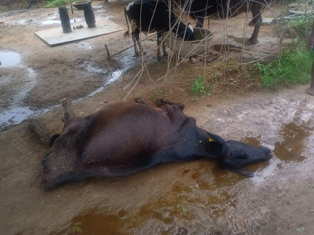 बृजपात के चपेट में आने से एक गाय की हुई मौत, किसान का टूटा कमर,