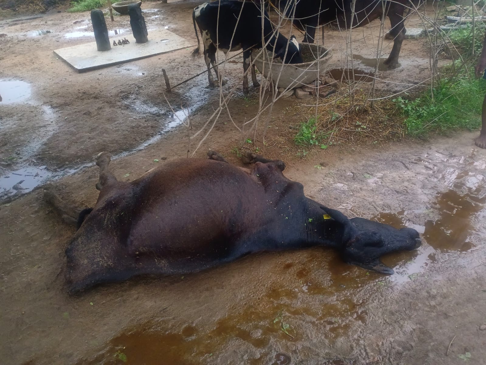 बृजपात के चपेट में आने से एक गाय की हुई मौत, किसान का टूटा कमर,