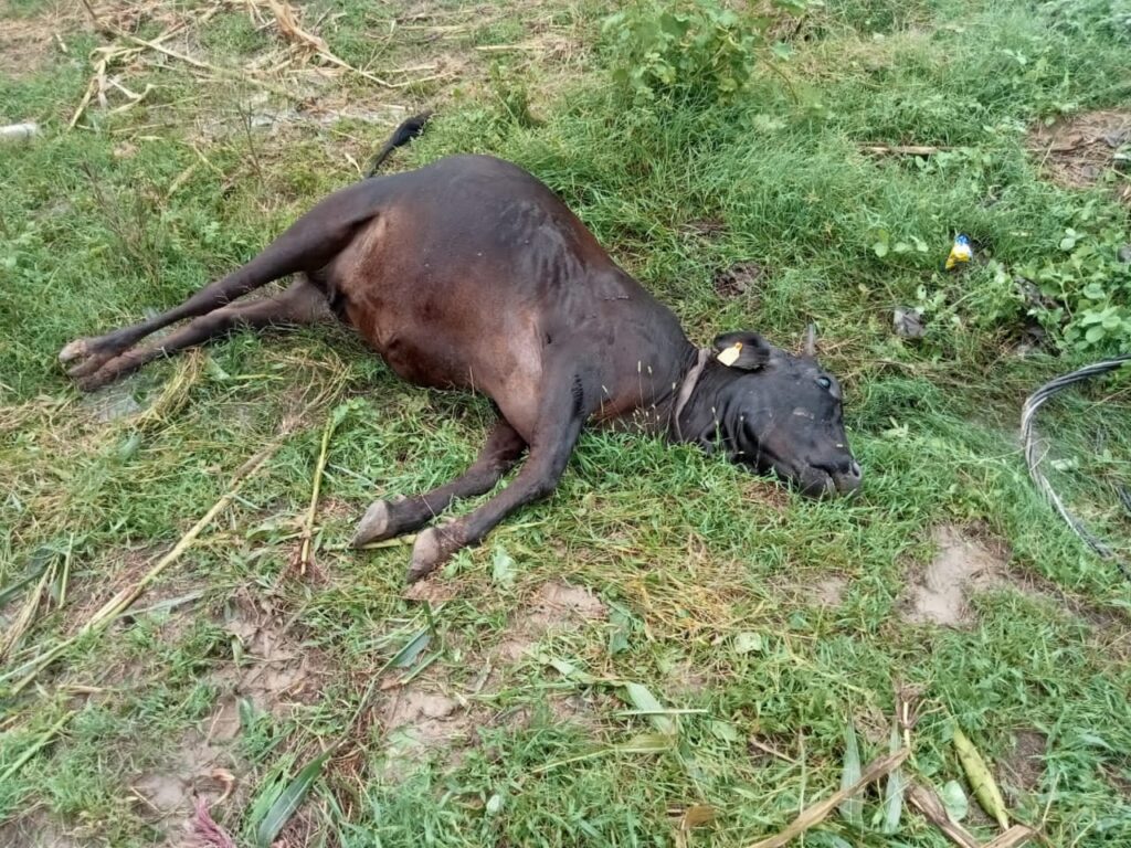 बिजली तार की चपेट में आने से गाय की मौत, बिजली तार की चपेट में आने से गाय की मौत,