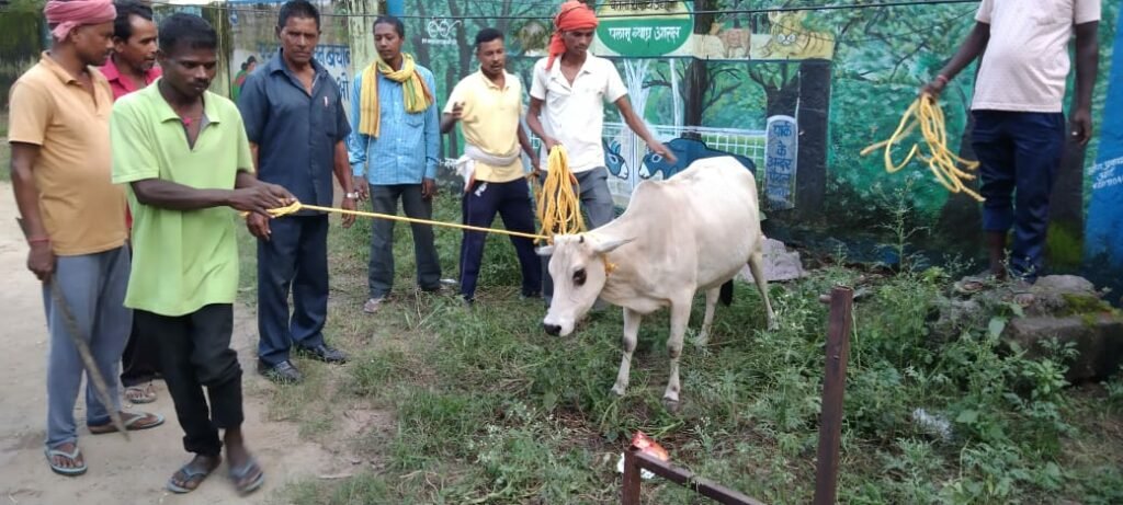लावारिस पशुओं के मालिकों पर नगर पंचायत के कार्यपालक पदाधिकारी ने की कार्रवाई शुरू. लावारिस पशुओं के मालिकों पर नगर पंचायत के कार्यपालक पदाधिकारी ने की कार्रवाई शुरू.