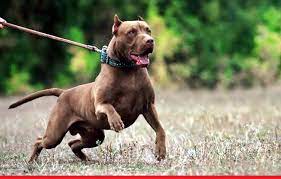 कुत्ता भौंका तो प्राइवेट पार्ट में घुसा दी रॉड, मालकिन को भी निर्वस्त्र करके पीटा