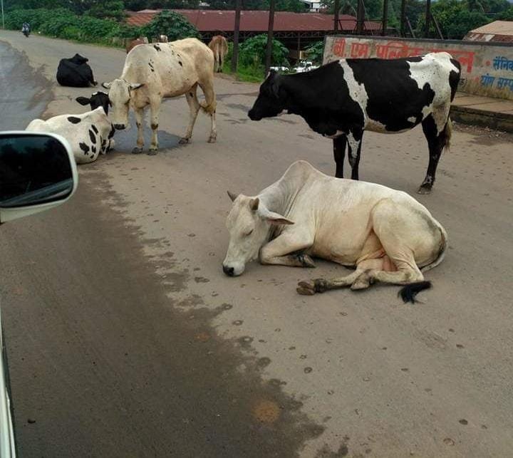 जमशेदपुर में सांडों के आतंक से सब परेशान