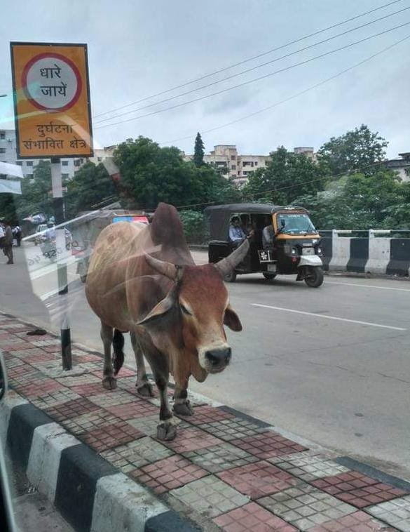 जमशेदपुर में सांडों के आतंक से सब परेशान