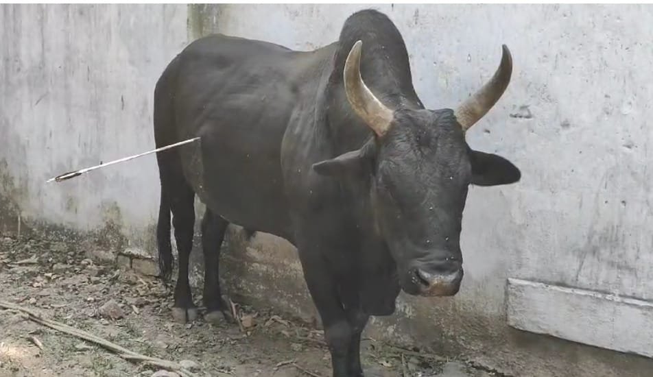 जमशेदपुर में सांडों के आतंक से सब परेशान