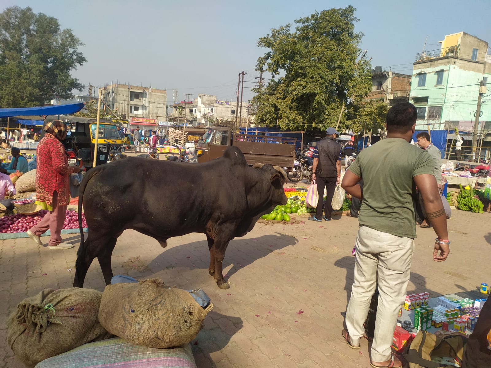 जमशेदपुर में सांडों के आतंक से सब परेशान