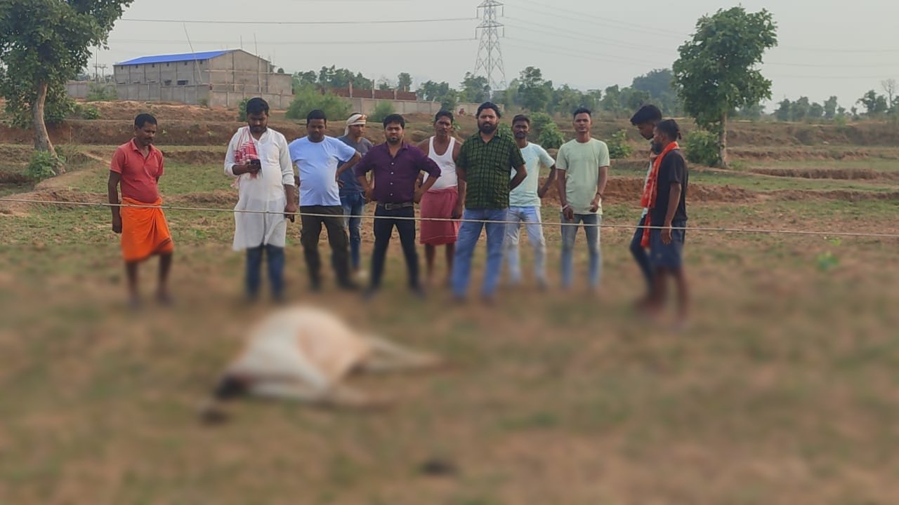 11हजार बिजली तार के चपेट में आने से दो पशुओं की मौत 11हजार बिजली तार के चपेट में आने से दो पशुओं की मौत
