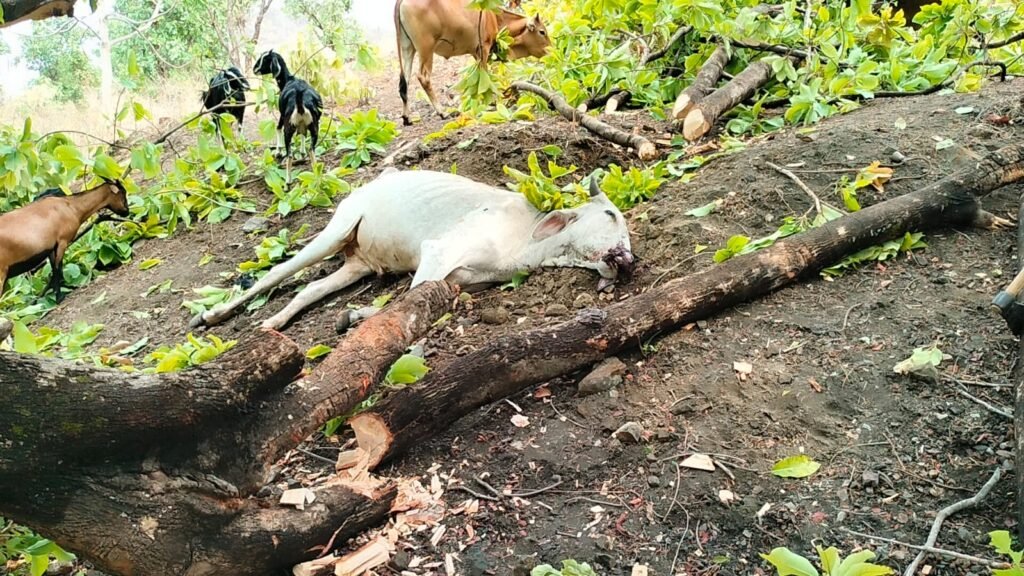 तेज आंधी-तूफान ने तोड़ दी किसानों की कमर