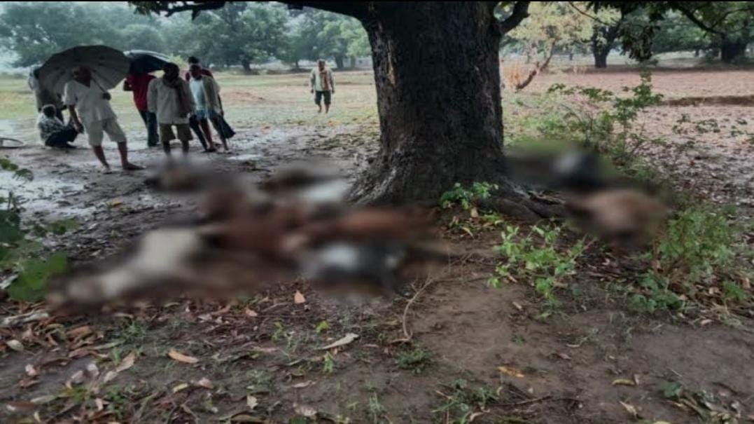 वज्रपात से 10 मवेशियों की मौत,कई मवेशियों हुए घायल किसानों ने लगाई मदद की गुहार वज्रपात से 10 मवेशियों की मौत,कई मवेशियों हुए घायल किसानों ने लगाई मदद की गुहार