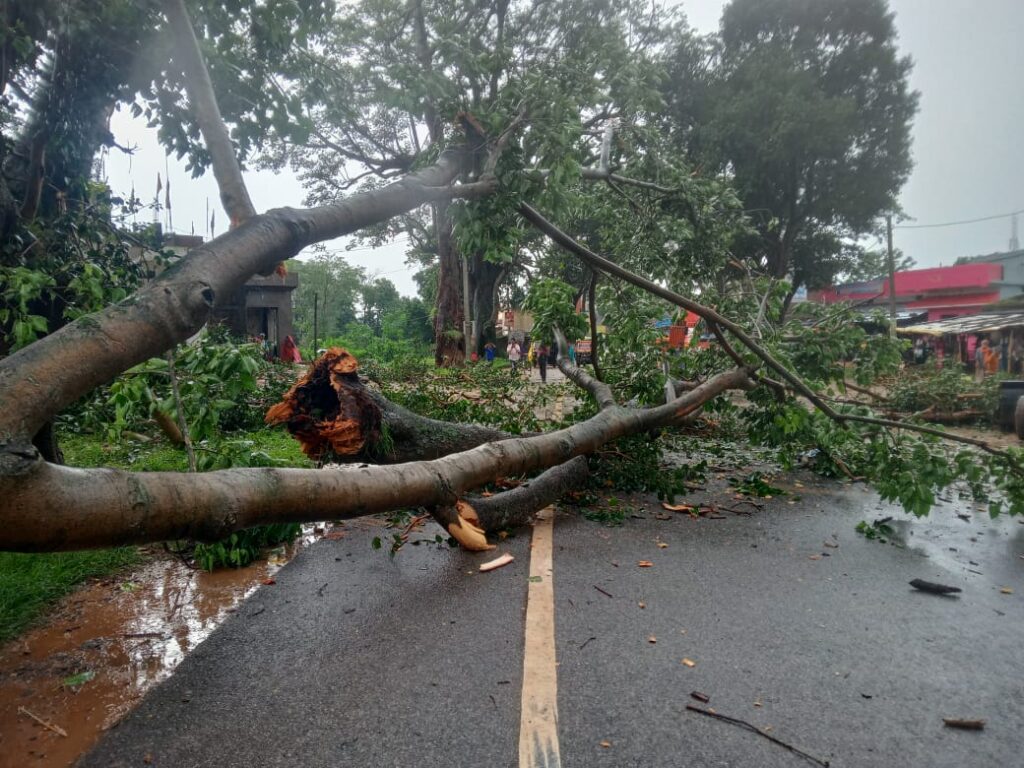 ओमनी कार के ऊपर गिरा विशाल पेड़, कार हुआ क्षतिग्रस्त