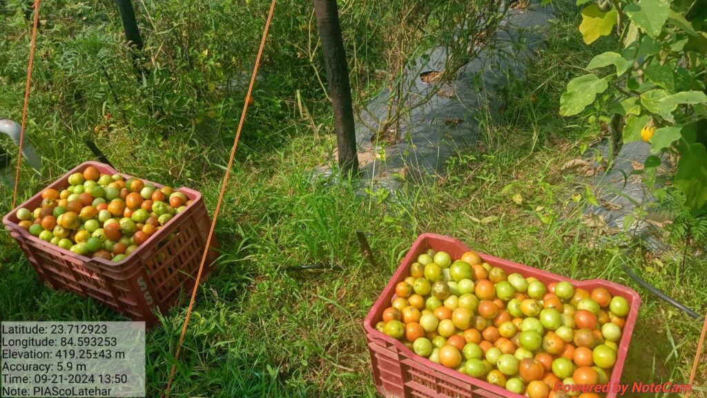 आधुनिक विधि से बेमौसमी टमाटर की खेती कर किसान बने स्वावलंबी : विवेक