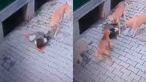 सीएम सिटी भरतपुर में कुत्तों का आतंक,दूध लेने जा रही 5 साल की बच्ची को चार डॉग्स ने नोंचा सीएम सिटी भरतपुर में कुत्तों का आतंक,दूध लेने जा रही 5 साल की बच्ची को चार डॉग्स ने नोंचा