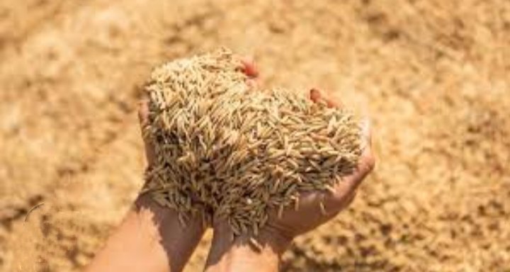 राँची :धान खरीद की प्रक्रिया 15 दिसंबर से शुरू राँची :धान खरीद की प्रक्रिया 15 दिसंबर से शुरू