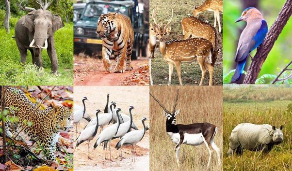 जंगली जानवरों का करना है दीदार तो नए साल पर आए बेतला पार्क जंगली जानवरों का करना है दीदार तो नए साल पर आए बेतला पार्क