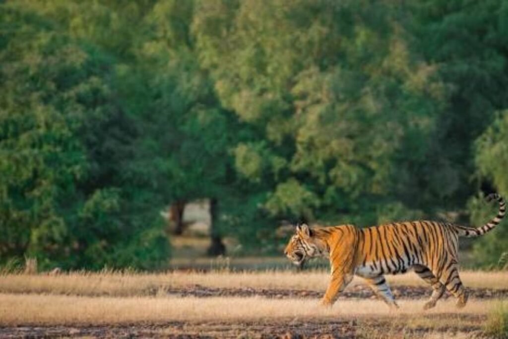 पलामू टाइगर रिजर्व में शिकारियों पर वन विभाग का कड़ा शिकंजा, विशेष छापेमारी अभियान शुरू पलामू टाइगर रिजर्व में शिकारियों पर वन विभाग का कड़ा शिकंजा, विशेष छापेमारी अभियान शुरू