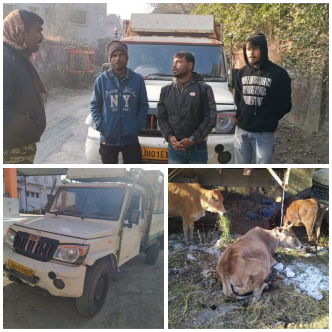 राँची: पुलिस ने दस गोवंशीय पशु लदी पिकअप वैन पकड़ी, चालक सहित तीन तस्कर गिरफ्तार