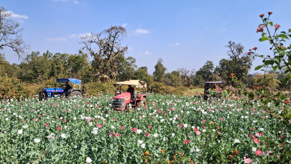 लातेहार:तोडार में 7-8 एकड़ में लगी अवैध अफीम की फसल नष्ट,10नामजद पर एफआईआर दर्ज लातेहार:तोडार में 7-8 एकड़ में लगी अवैध अफीम की फसल नष्ट,10नामजद पर एफआईआर दर्ज