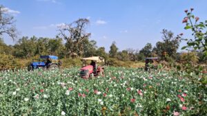 लातेहार:तोडार में 7-8 एकड़ में लगी अवैध अफीम की फसल नष्ट,10नामजद पर एफआईआर दर्ज
