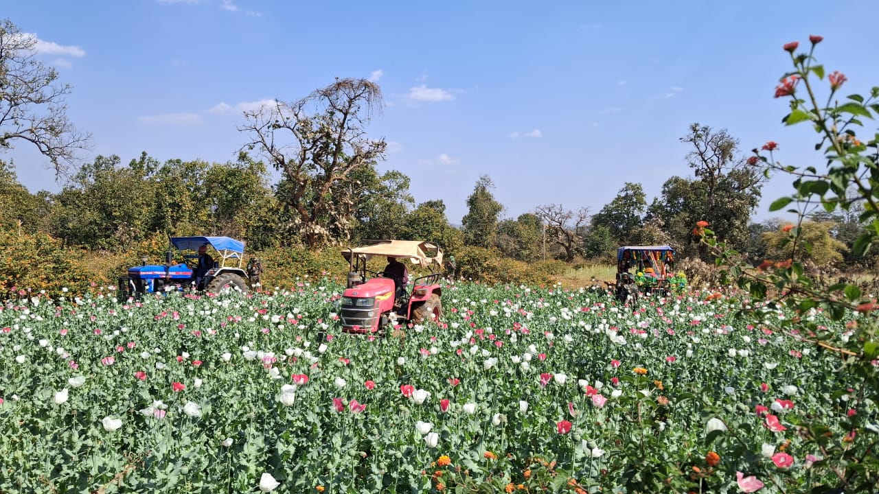 लातेहार:तोडार में 7-8 एकड़ में लगी अवैध अफीम की फसल नष्ट,10नामजद पर एफआईआर दर्ज