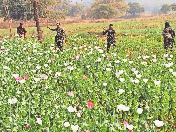 लातेहार:अफीम की अवैध खेती पर प्रशासन की सख्त कार्रवाई, हर पौधा होगा नष्ट लातेहार:अफीम की अवैध खेती पर प्रशासन की सख्त कार्रवाई, हर पौधा होगा नष्ट