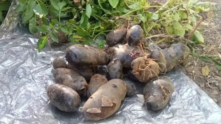 राजभवन में काले आलू की सफल खेती: किसानों के लिए नई उम्मीद