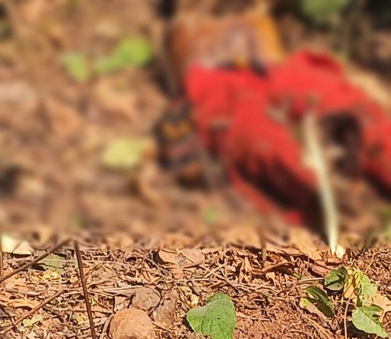अंग्रेजी माध्यम मॉडल विद्यालय रांगा के पीछे झाड़ी से पुलिस ने किया युवती का शव बरामद अंग्रेजी माध्यम मॉडल विद्यालय रांगा के पीछे झाड़ी से पुलिस ने किया युवती का शव बरामद