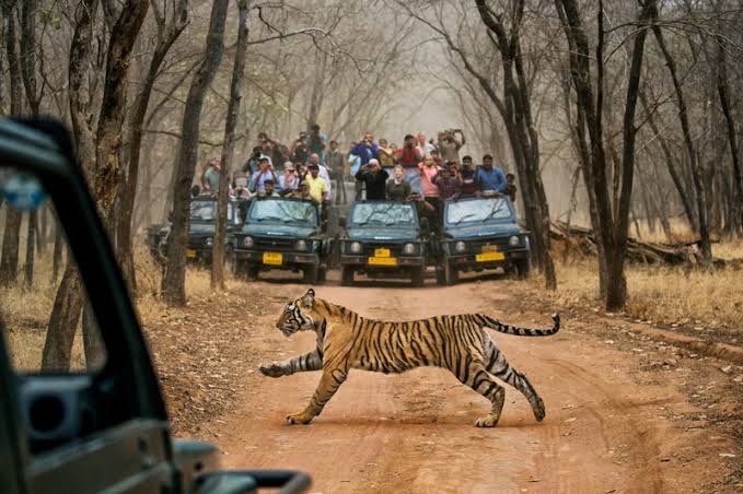 बेतला नेशनल पार्क: प्रकृति और वन्यजीव प्रेमियों के लिए स्वर्ग बेतला नेशनल पार्क: प्रकृति और वन्यजीव प्रेमियों के लिए स्वर्ग