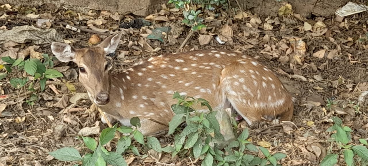 प्यासे हिरण ने आया गाँव की ओर, ग्रामीणों ने पकड़कर सौपा वन विभाग को प्यासे हिरण ने आया गाँव की ओर, ग्रामीणों ने पकड़कर सौपा वन विभाग को