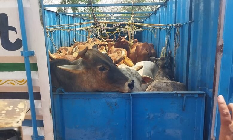 लातेहार में गौ तस्करी कंटेनर से 37 मवेशी बरामद, चालक गिरफ्तार लातेहार में गौ तस्करी कंटेनर से 37 मवेशी बरामद, चालक गिरफ्तार