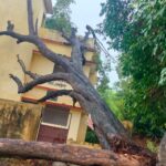 बारेसाढ़ कर्मचारी भवन परिसर में गिरा विशाल जामुन का पेड़,बाउंड्री व चबूतरा क्षतिग्रस्त