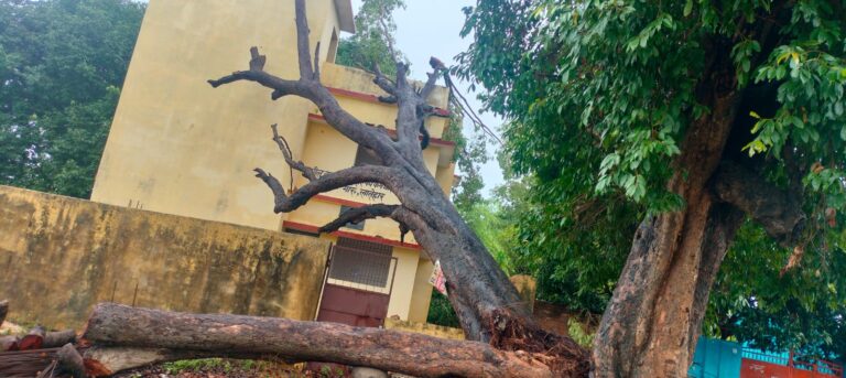 बारेसाढ़ कर्मचारी भवन परिसर में गिरा विशाल जामुन का पेड़,बाउंड्री व चबूतरा क्षतिग्रस्त