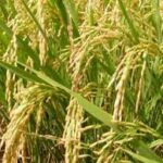 लातेहार:जीराफुल धान की खेती को बढ़ावा देने हेतु पायलट प्रोजेक्ट की शुरुआत
