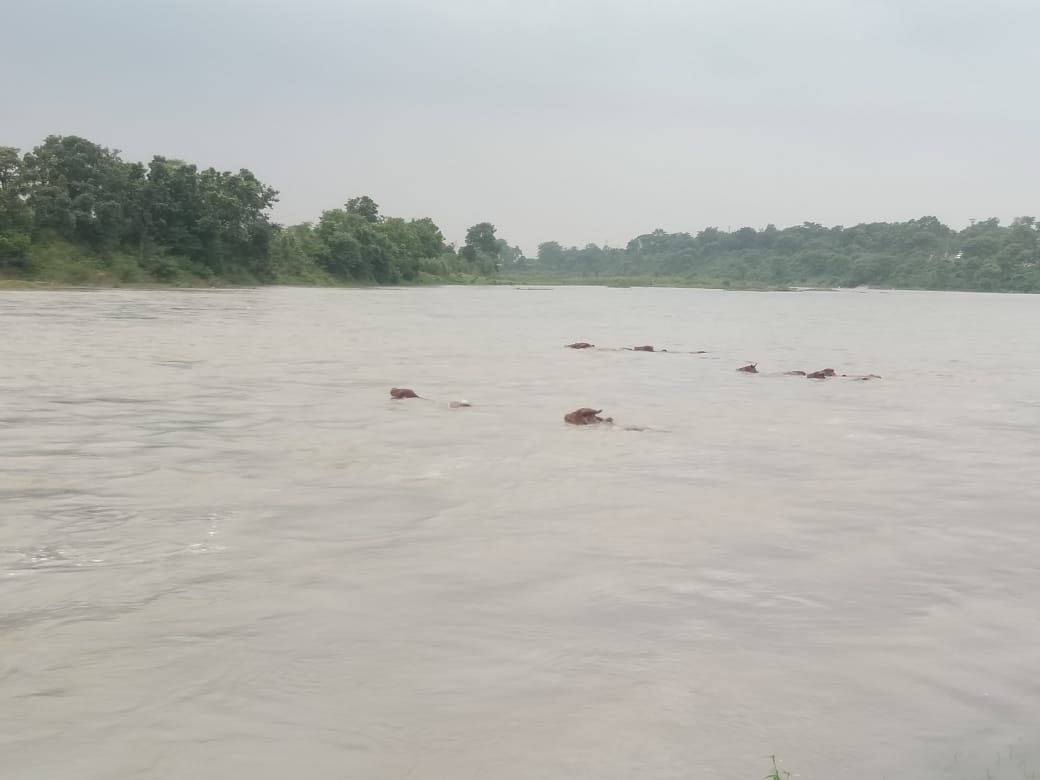 नदी तैरने को विवश हैं गायें ? कारण जानकर हैरान हो जाएंगे आप