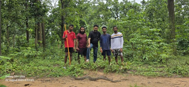गारू के पहाड़कोचा में दिखा 11 फीट लंबा अजगर, वन विभाग ने किया सफल रेस्क्यू
