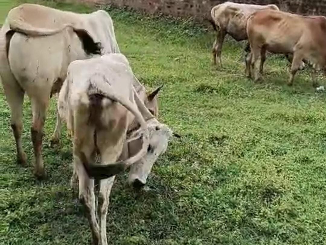 घाघरा पुलिस ने चार अवैध मवेशी जप्त किए, तस्कर मौके से फरार घाघरा पुलिस ने चार अवैध मवेशी जप्त किए, तस्कर मौके से फरार