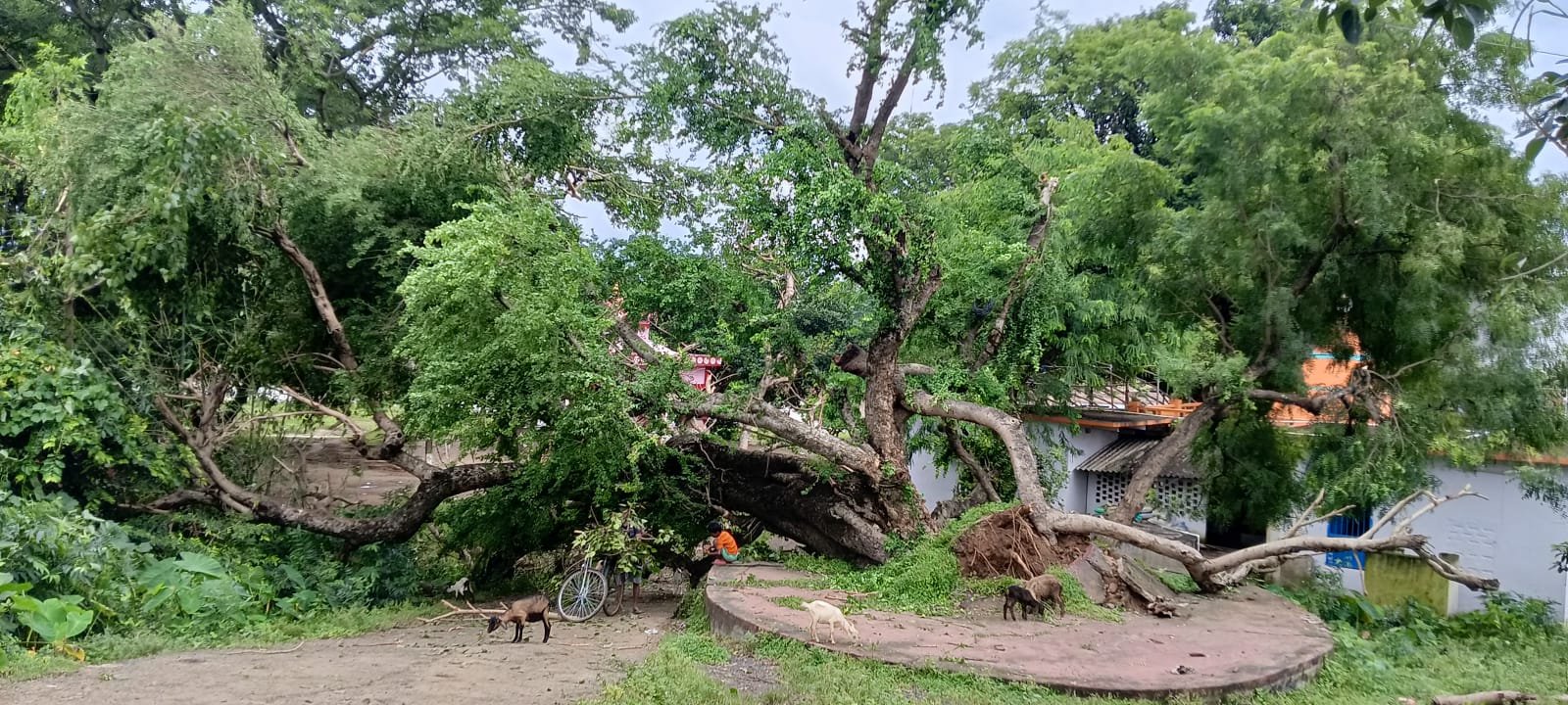 बाबा भूतेश्वर नाथ मन्दिर प्रांगण में आंधी से 100 साल पुराना पीपल पेड़ गिरा