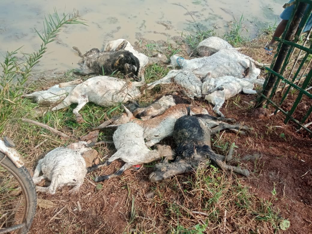 कोटालपोखर में ठनका का तांडव, महिलाएं झुलसीं – दर्जनों बकरियां मरीं कोटालपोखर में ठनका का तांडव, महिलाएं झुलसीं – दर्जनों बकरियां मरीं