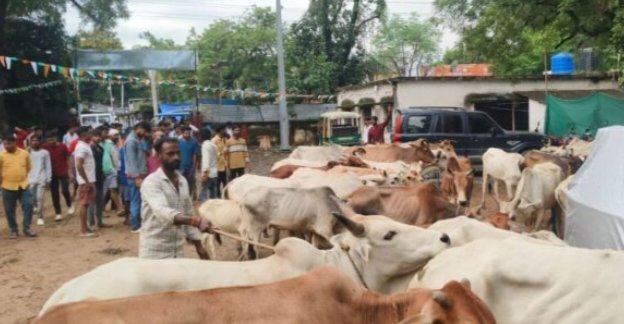 गढ़वा:500 से अधिक गोवंशीय पशु बरामद, तस्करी पर पुलिस की बड़ी कार्रवाई गढ़वा:500 से अधिक गोवंशीय पशु बरामद, तस्करी पर पुलिस की बड़ी कार्रवाई