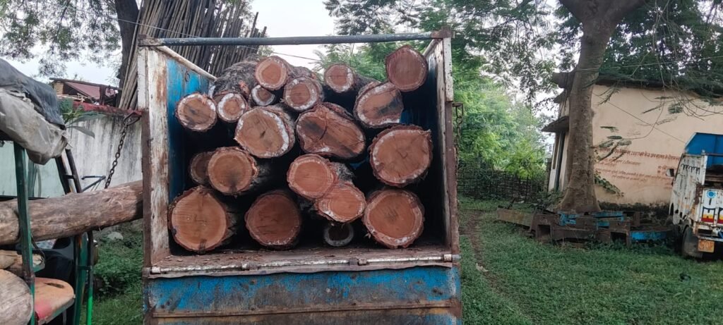तालझारी वन क्षेत्र में 22 बोटा सखुआ लकड़ी जब्त तालझारी वन क्षेत्र में 22 बोटा सखुआ लकड़ी जब्त
