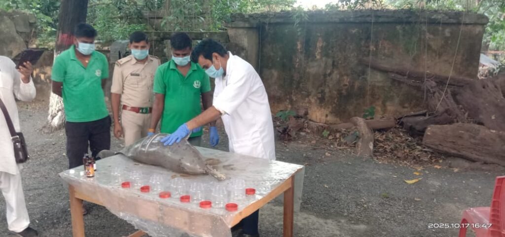 गंगा नदी किनारे मृत डॉल्फ़िन मिली, वन विभाग ने कराया पोस्टमार्टम व अंतिम संस्कार गंगा नदी किनारे मृत डॉल्फ़िन मिली, वन विभाग ने कराया पोस्टमार्टम व अंतिम संस्कार