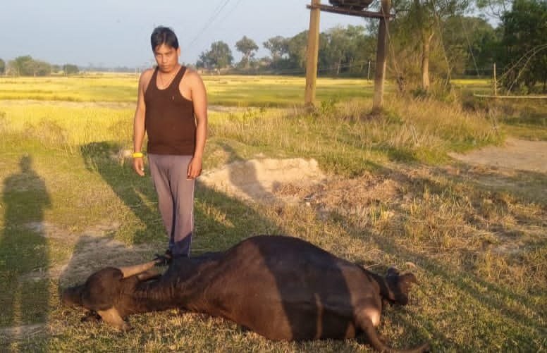 चुन्दरी गांव में बिजली पोल के तार की चपेट में आने से मवेशी की मौत, ग्रामीणों ने जताई नाराजगी चुन्दरी गांव में बिजली पोल के तार की चपेट में आने से मवेशी की मौत, ग्रामीणों ने जताई नाराजगी