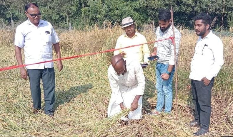 साहिबगंज:धान फसल कटनी प्रयोग प्रारंभ,बाढ़ और चक्रवात से किसानों की पैदावार पर असर साहिबगंज:धान फसल कटनी प्रयोग प्रारंभ,बाढ़ और चक्रवात से किसानों की पैदावार पर असर