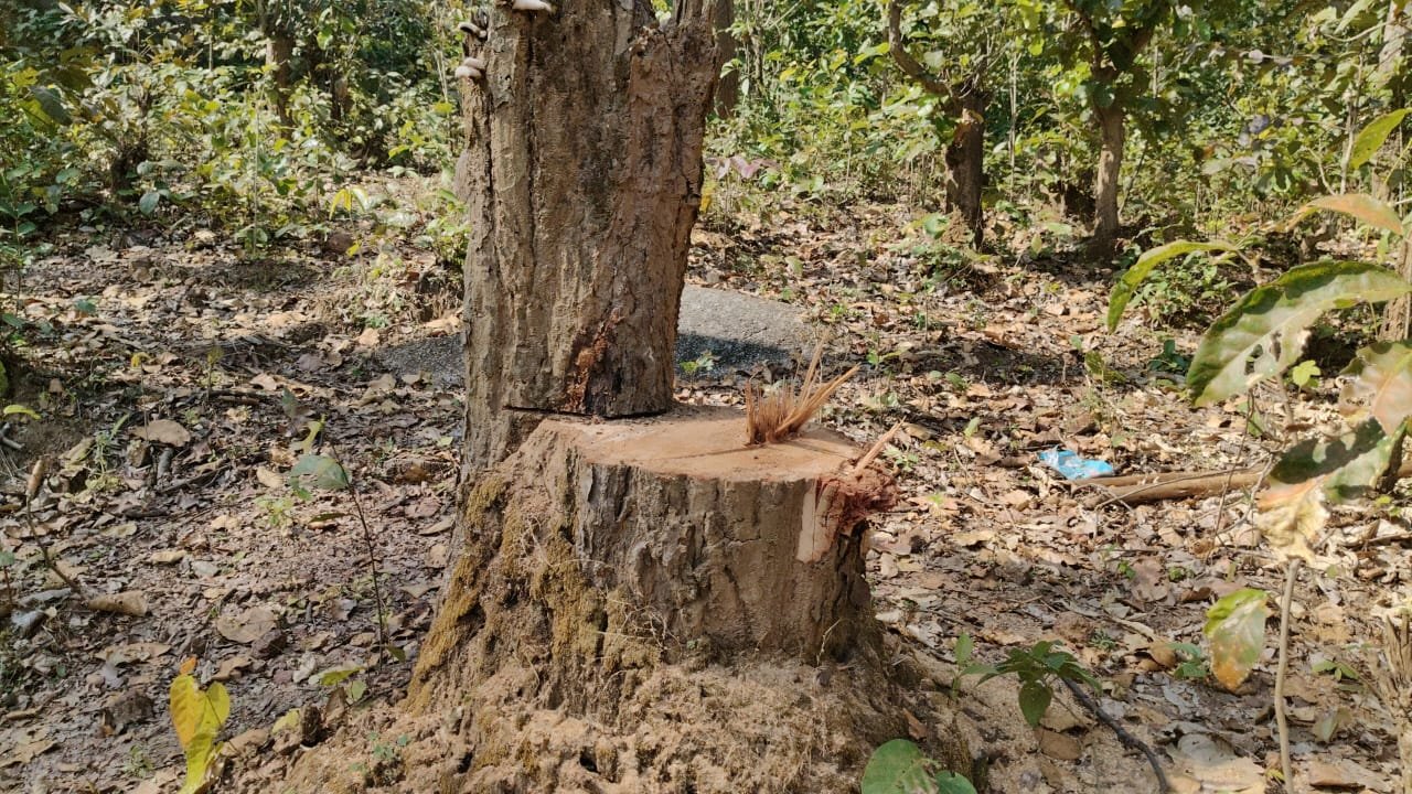 बिमरला जंगल में अवैध कटाई का काला कारोबार, ग्रामीणों की सूचना पर उठे सवाल—वन विभाग की चुप्पी पर नाराज़गी बिमरला जंगल में अवैध कटाई का काला कारोबार, ग्रामीणों की सूचना पर उठे सवाल—वन विभाग की चुप्पी पर नाराज़गी