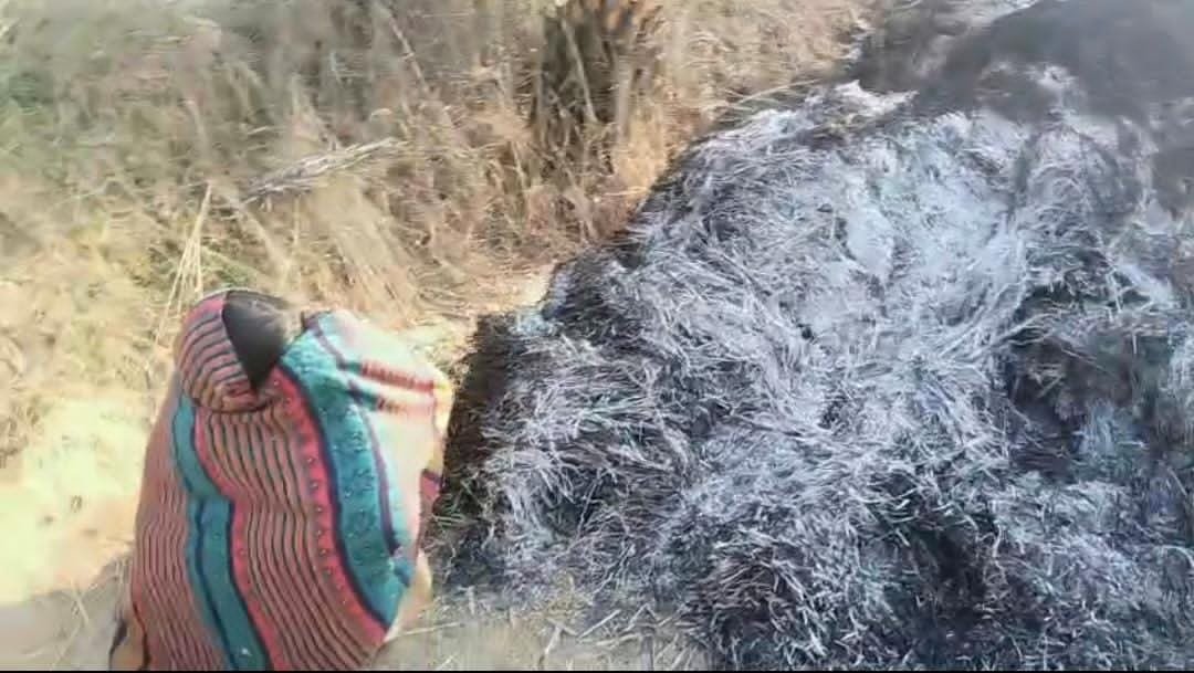 किसानों के खलिहान लगी आग लगभग 280 मन धान फसल जलकर हुआ राख किसानों के खलिहान लगी आग लगभग 280 मन धान फसल जलकर हुआ राख
