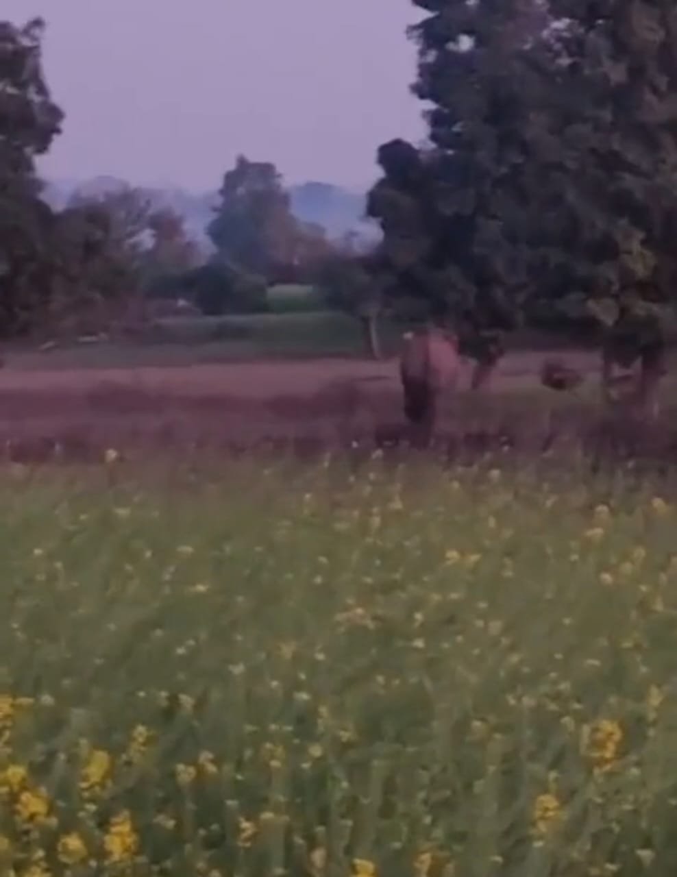 पलामू में हाथियों का आतंक, रबदा पंचायत के कई गांवों में फसलें बर्बाद पलामू में हाथियों का आतंक, रबदा पंचायत के कई गांवों में फसलें बर्बाद