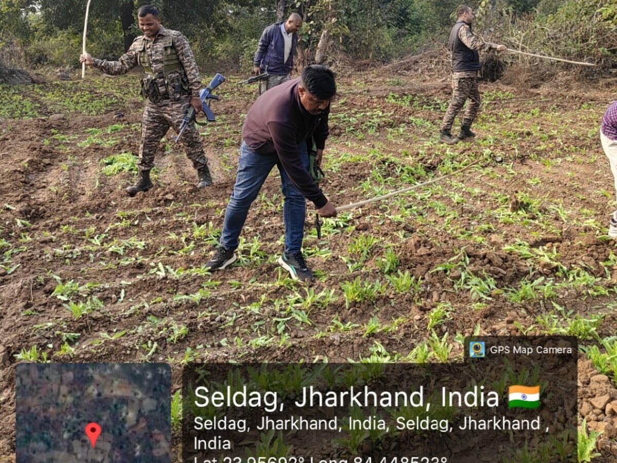 मनिका थाना क्षेत्र में पुलिस की बड़ी कार्रवाई, अवैध पोस्ते की खेती नष्ट मनिका थाना क्षेत्र में पुलिस की बड़ी कार्रवाई, अवैध पोस्ते की खेती नष्ट