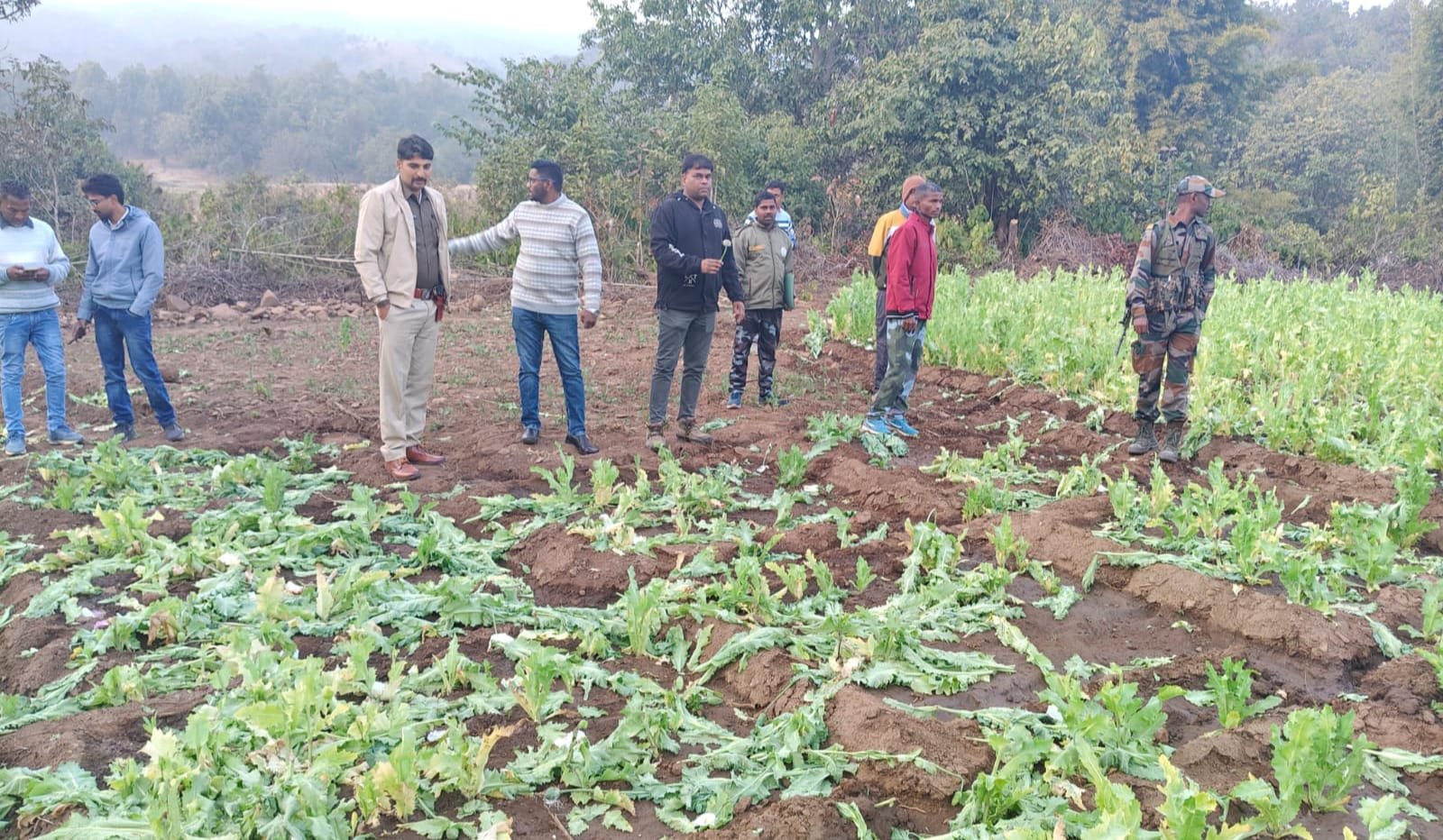 घाघरा के वन क्षेत्र में अवैध अफीम की खेती पर प्रशासन की बड़ी कार्रवाई, 65 डिस्मिल फसल नष्ट घाघरा के वन क्षेत्र में अवैध अफीम की खेती पर प्रशासन की बड़ी कार्रवाई, 65 डिस्मिल फसल नष्ट
