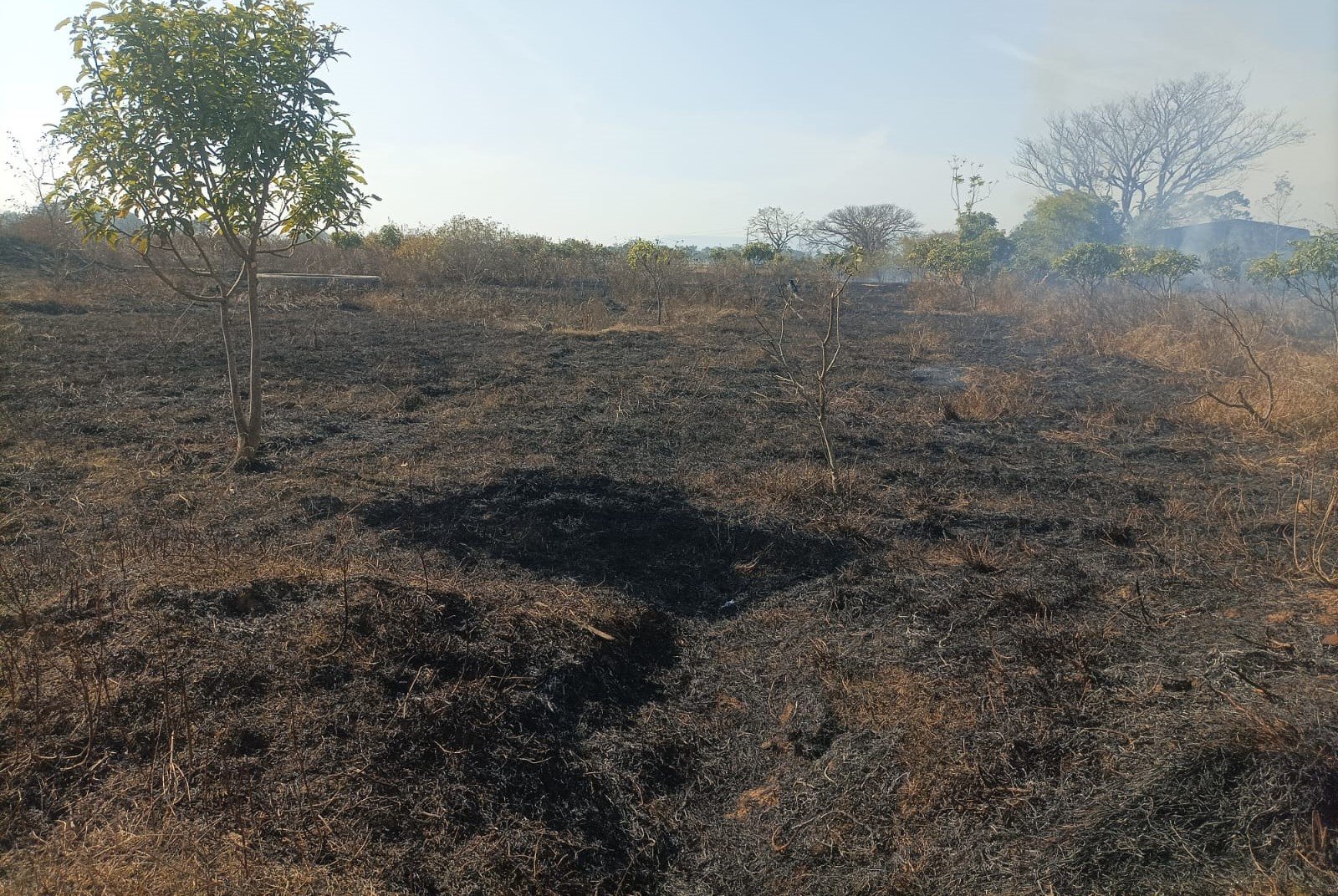 घाघरा कॉलेज मोहल्ला में आम बागवानी में लगी आग, कई पौधे जलकर बर्बाद