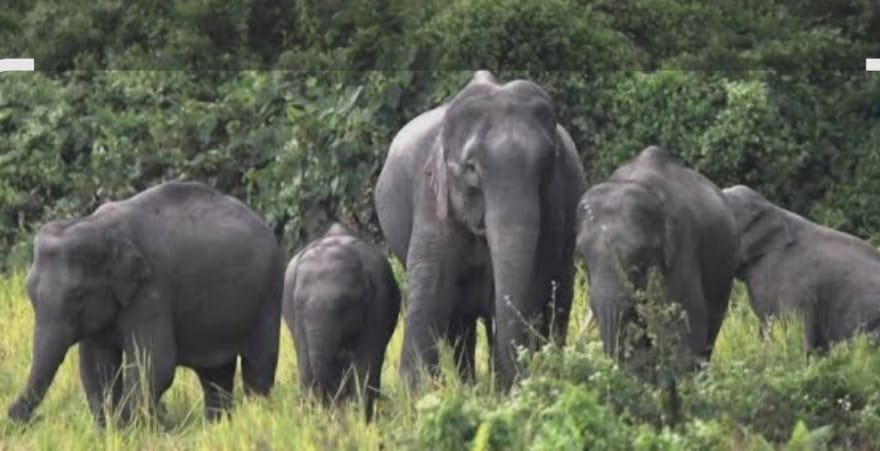 गोमिया में हाथियों के झुंड की सक्रियता, क्षेत्र में हाई अलर्ट गोमिया में हाथियों के झुंड की सक्रियता, क्षेत्र में हाई अलर्ट