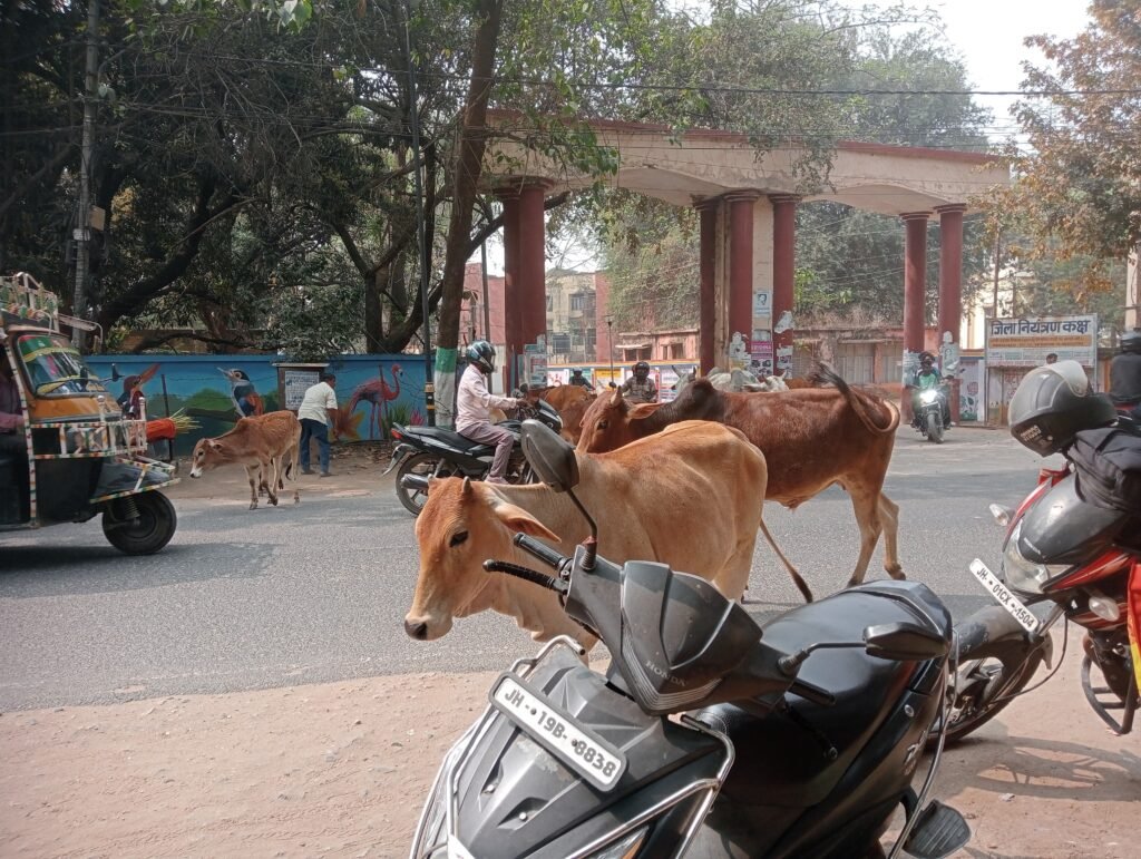 Latehar News:आवारा पशुओं का आतंक,समाहरणालय गेट के पास जाम जैसे हालात — नगर पंचायत से कार्रवाई की मांग
